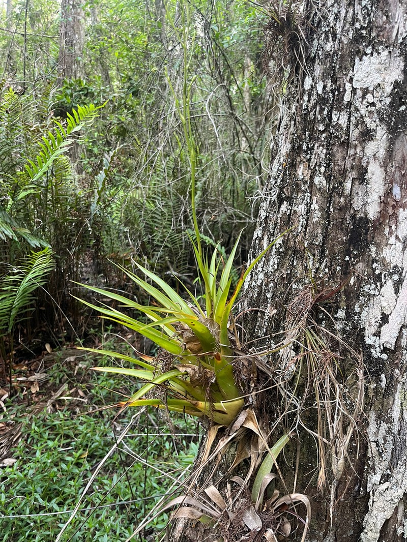 Florida Strap Airplant photo 7