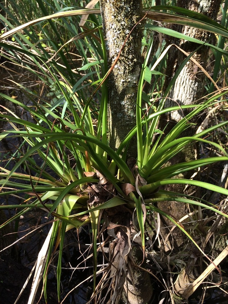 Florida Strap Airplant photo 8