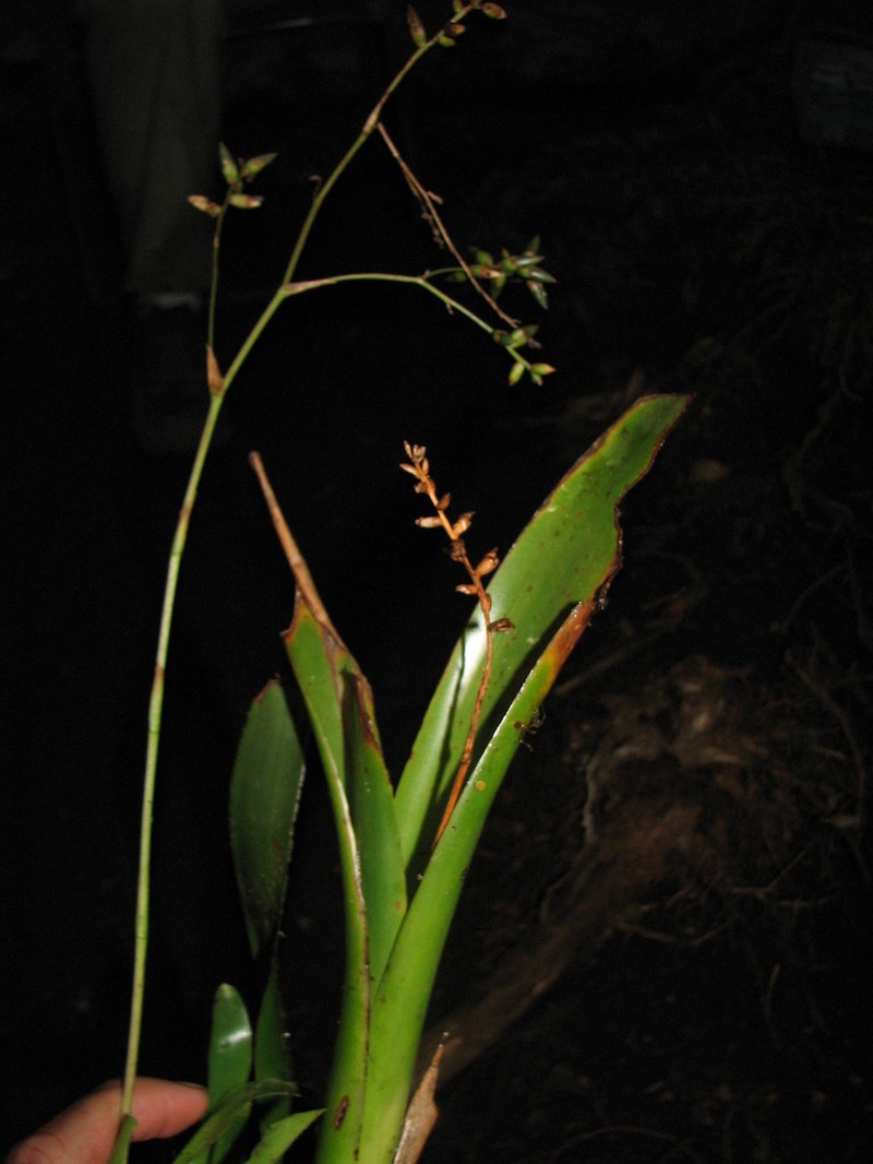Caribbean Strap Airplant photo 4