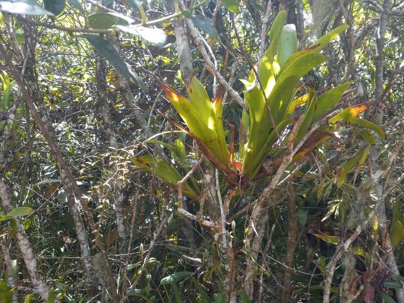 Caribbean Strap Airplant photo 7