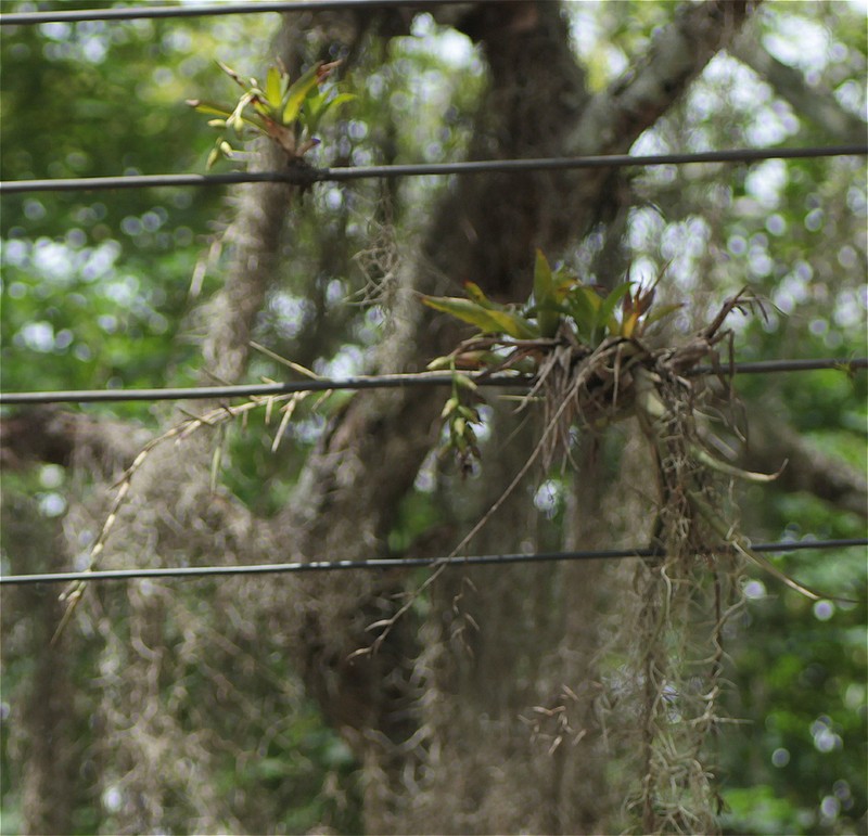 Nodding Strap Airplant photo 3
