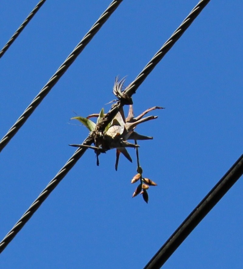 Nodding Strap Airplant photo 5