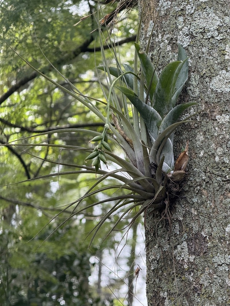 Nodding Strap Airplant photo 6