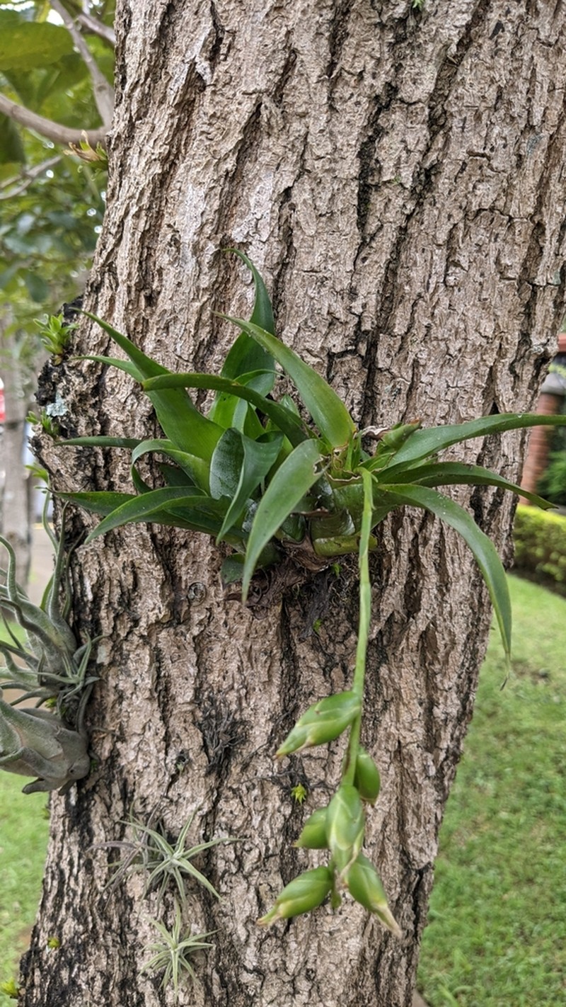 Nodding Strap Airplant photo 7
