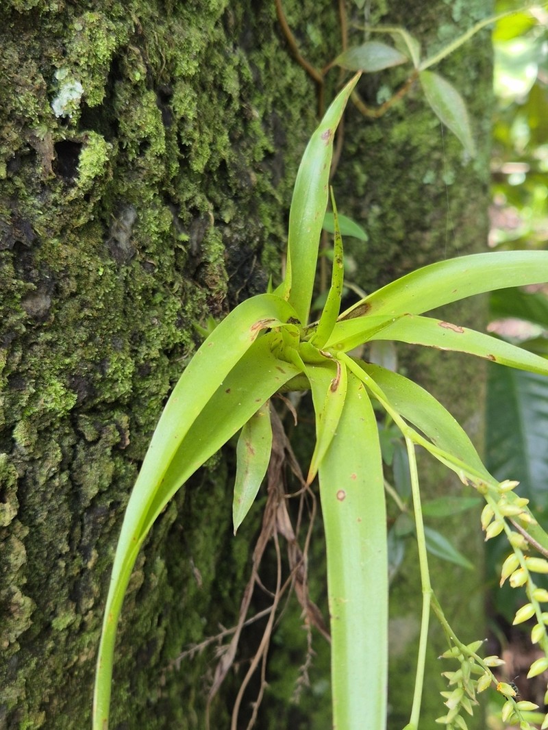 Sessileleaf Strap Airplant