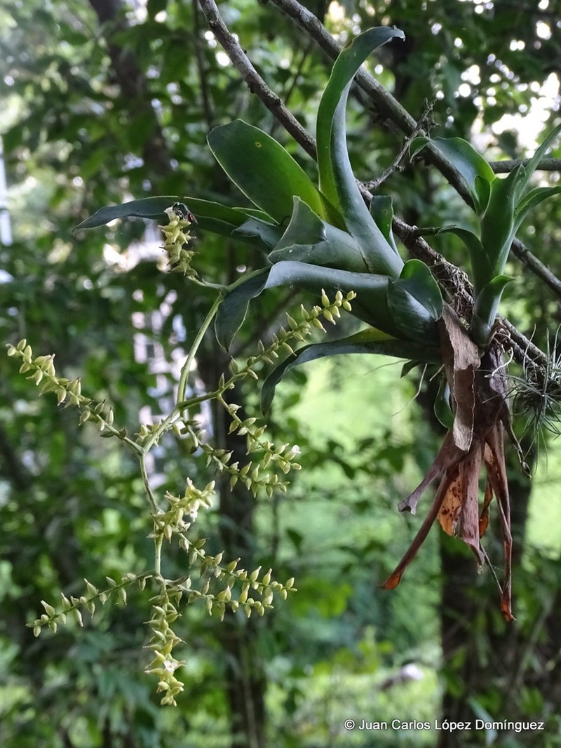 Sessileleaf Strap Airplant photo 3