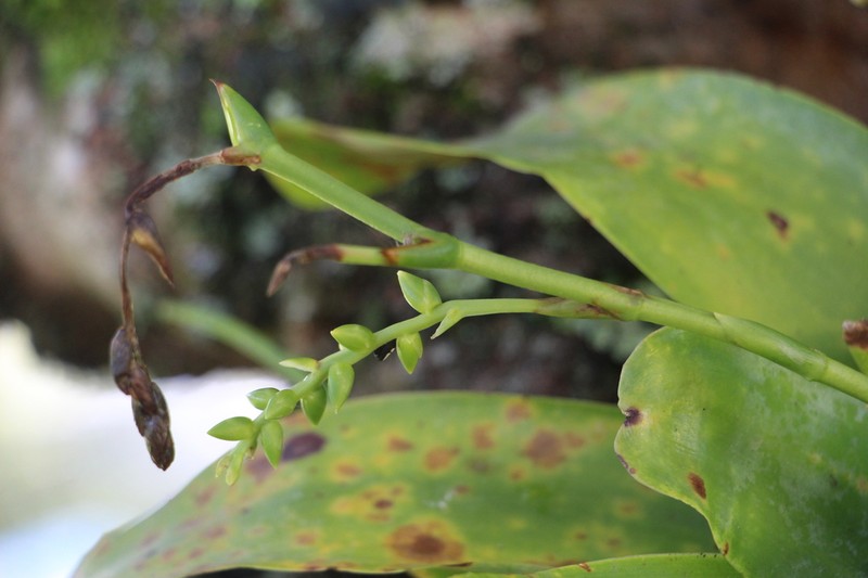 Sessileleaf Strap Airplant photo 5