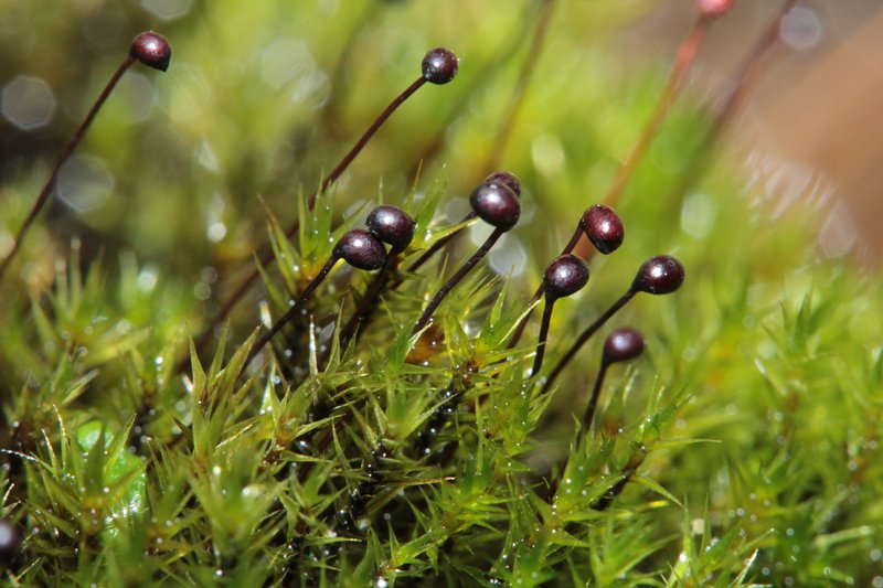 Black Golf Club Moss