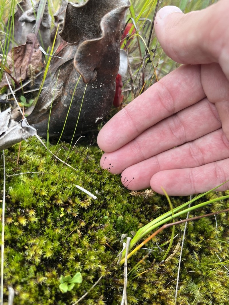 Black Golf Club Moss