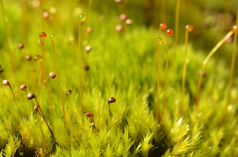 Black Golf Club Moss photo 2