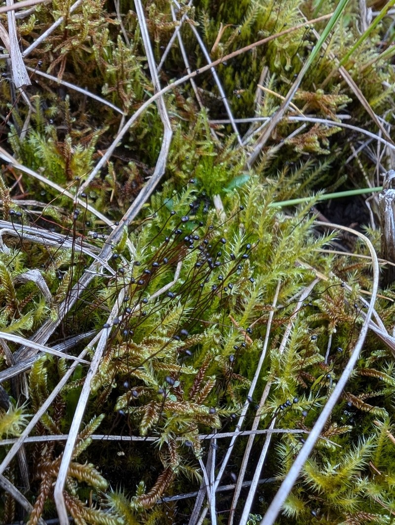 Black Golf Club Moss photo 3