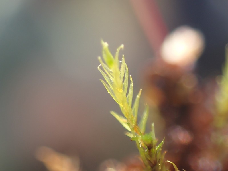 Black Golf Club Moss photo 4