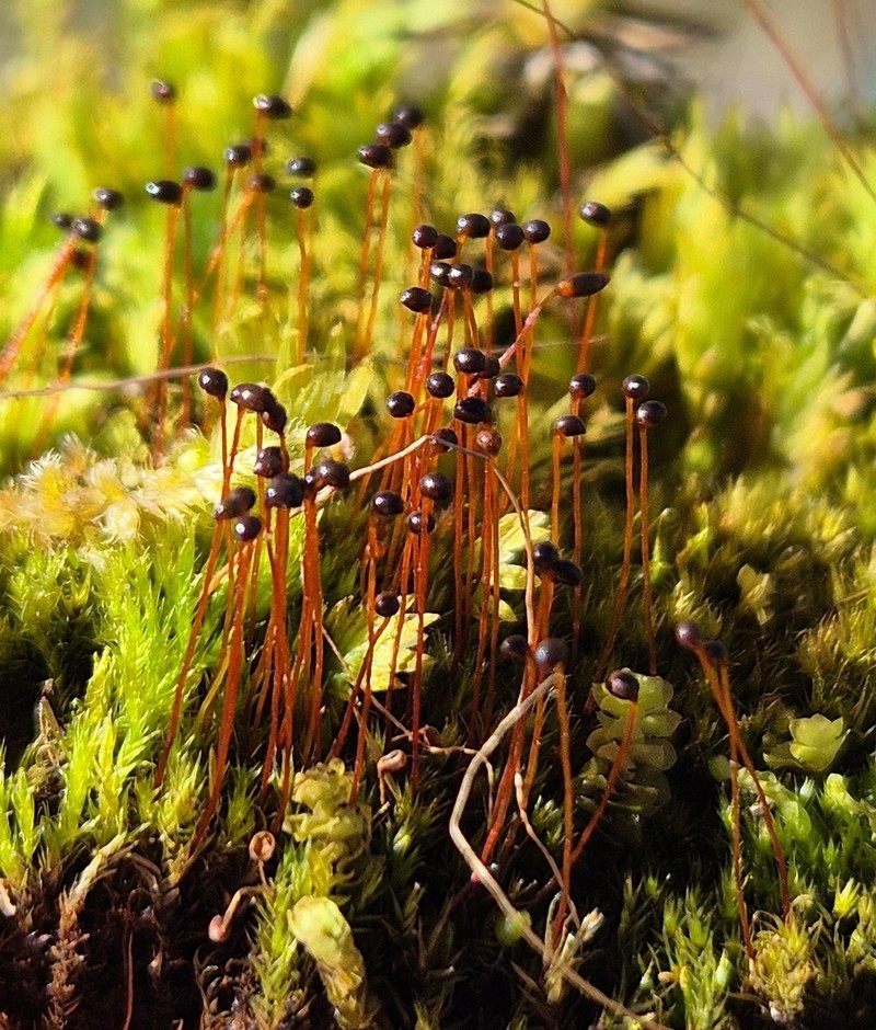 Black Golf Club Moss photo 5