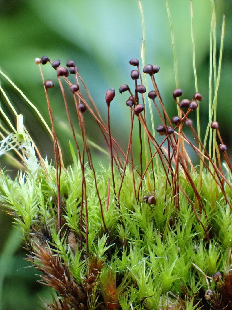 Black Golf Club Moss photo 6