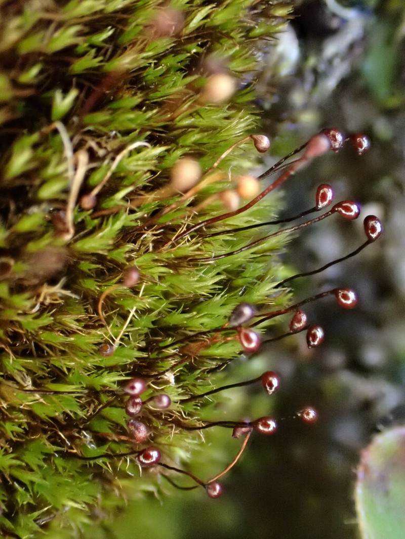 Black Golf Club Moss photo 7