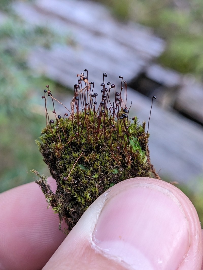 Black Golf Club Moss photo 8