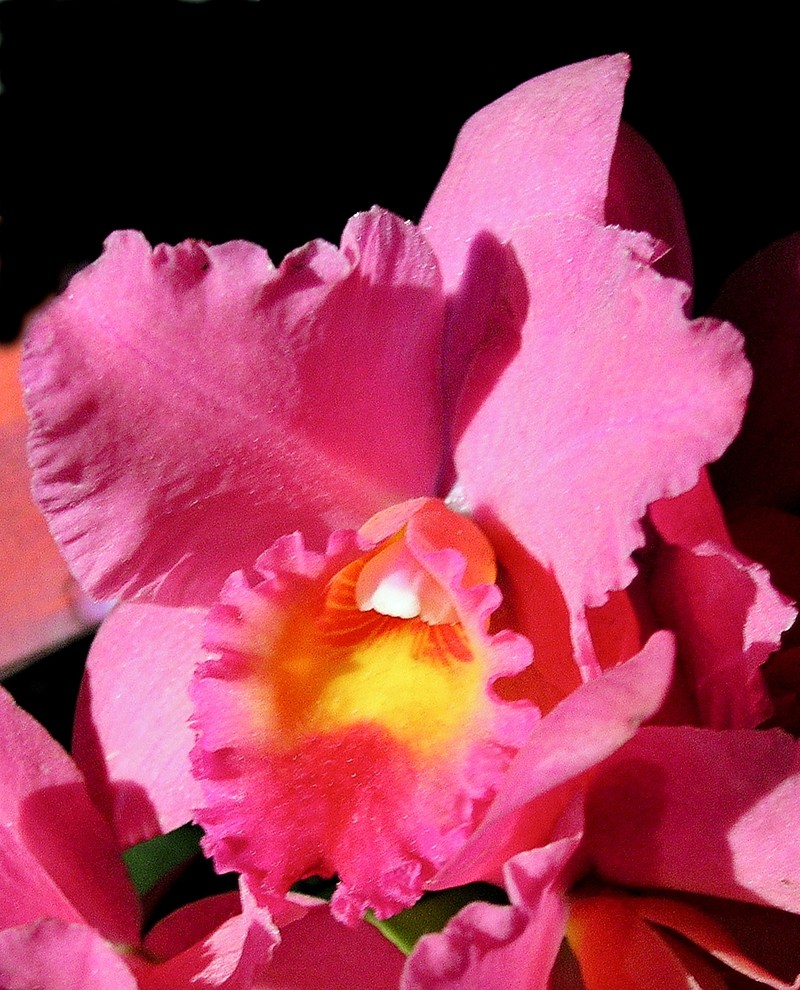 Cattleya × gottoana