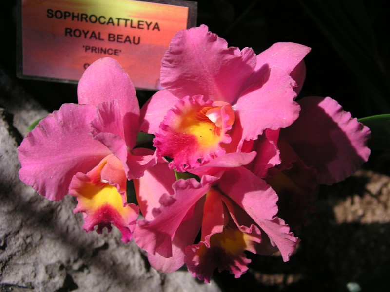 Cattleya × gottoana photo 2