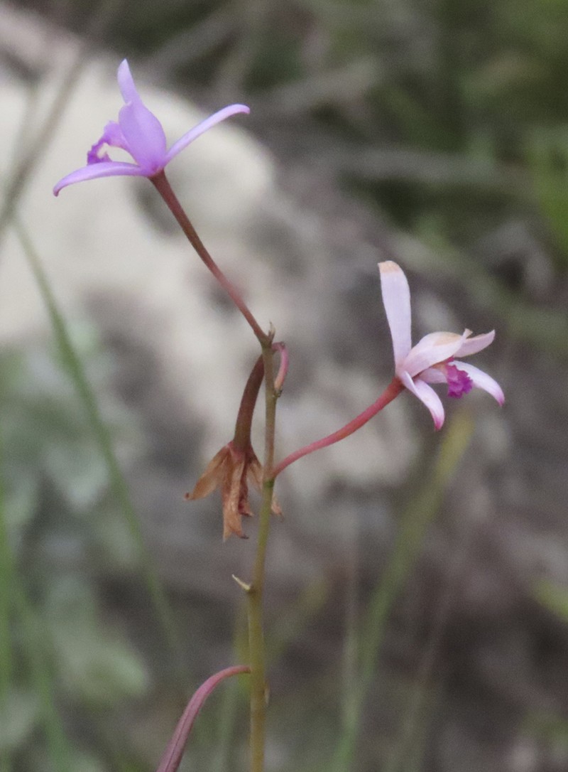 Cattleya dacruzii