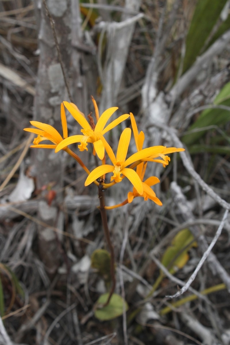 Cattleya nevesii