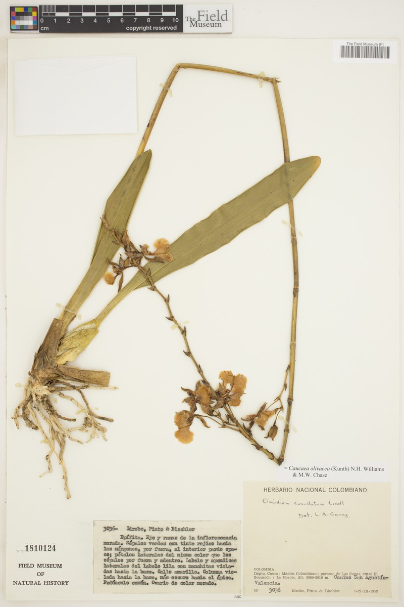 Caucaea caucana
