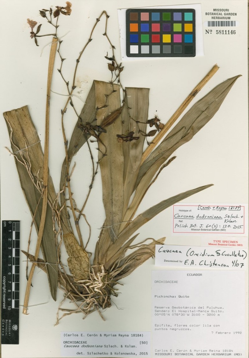 Caucaea dodsoniana