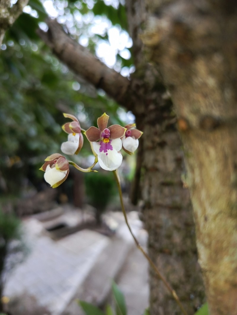 Caucaea kunthiana