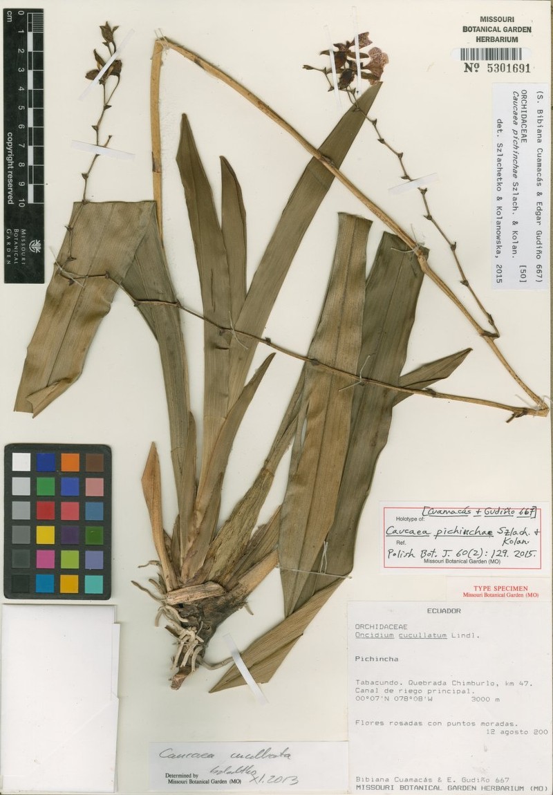 Caucaea pichinchae
