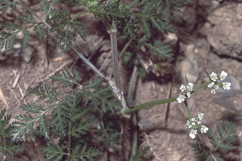 Carrot Bur Parsley photo 5
