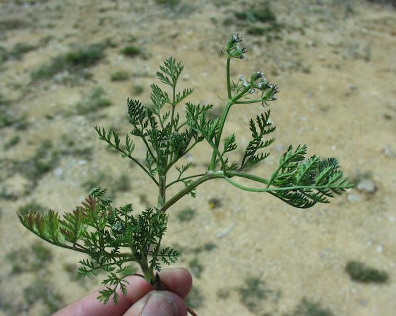 Carrot Bur Parsley photo 6