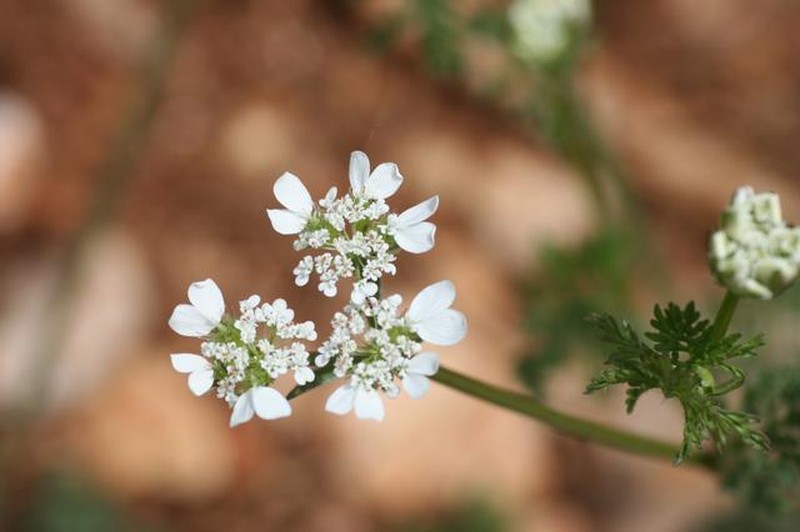 Carrot Bur Parsley photo 7