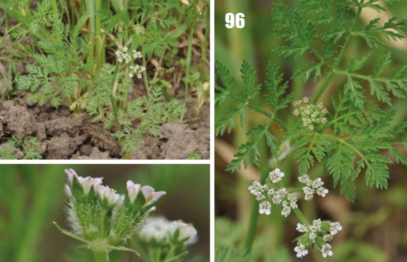 Carrot Bur Parsley photo 2