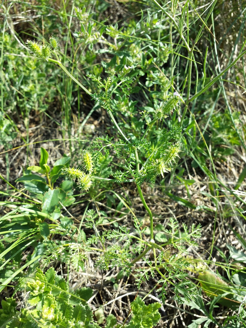 Carrot Bur Parsley photo 3