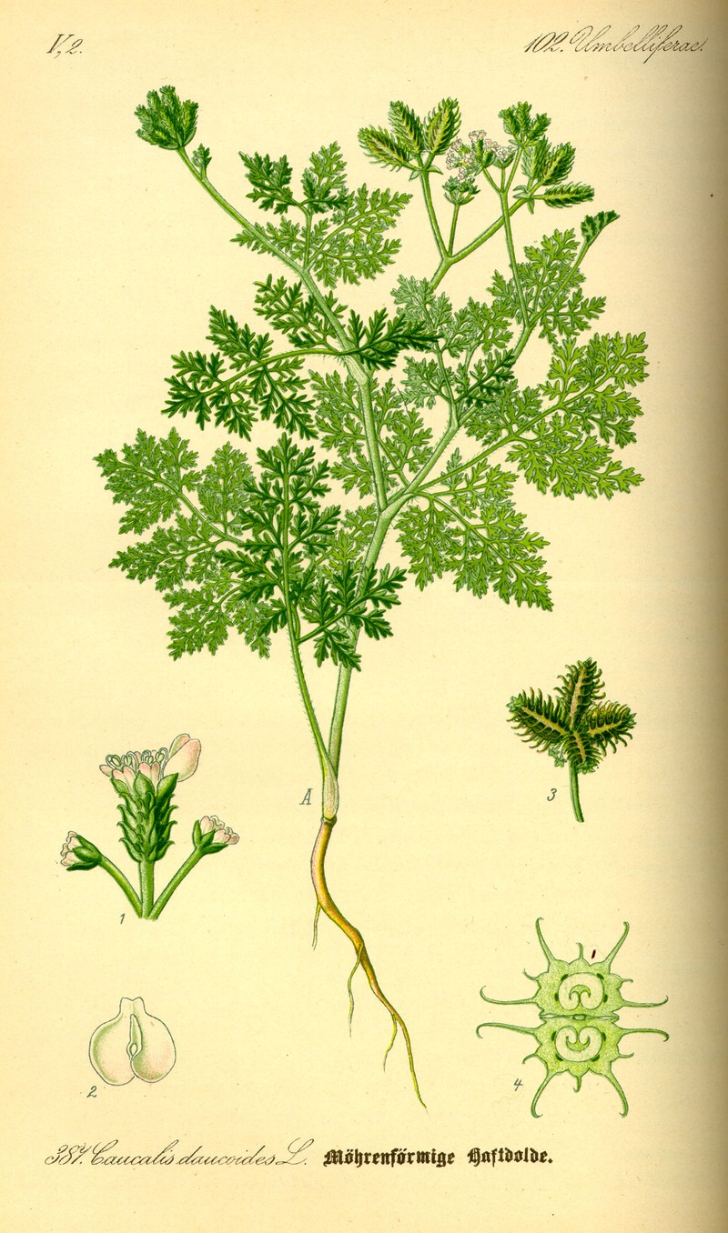 Carrot Bur Parsley photo 4