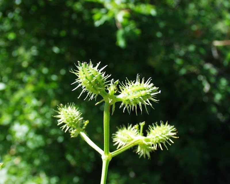 Carrot Bur Parsley photo 8