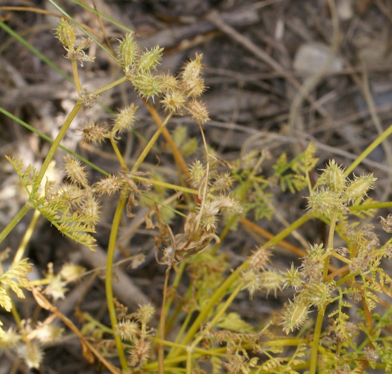 Carrot Bur Parsley photo 9