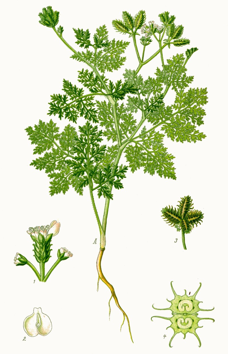 Carrot Bur Parsley