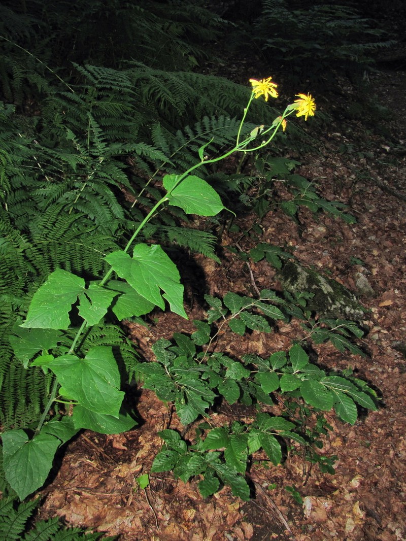 Caucasoseris abietina