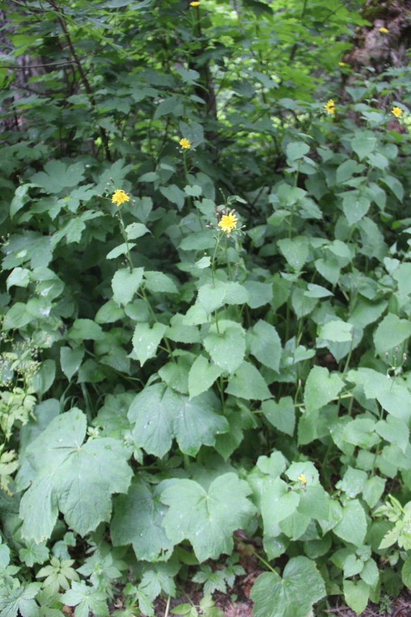 Caucasoseris abietina photo 2