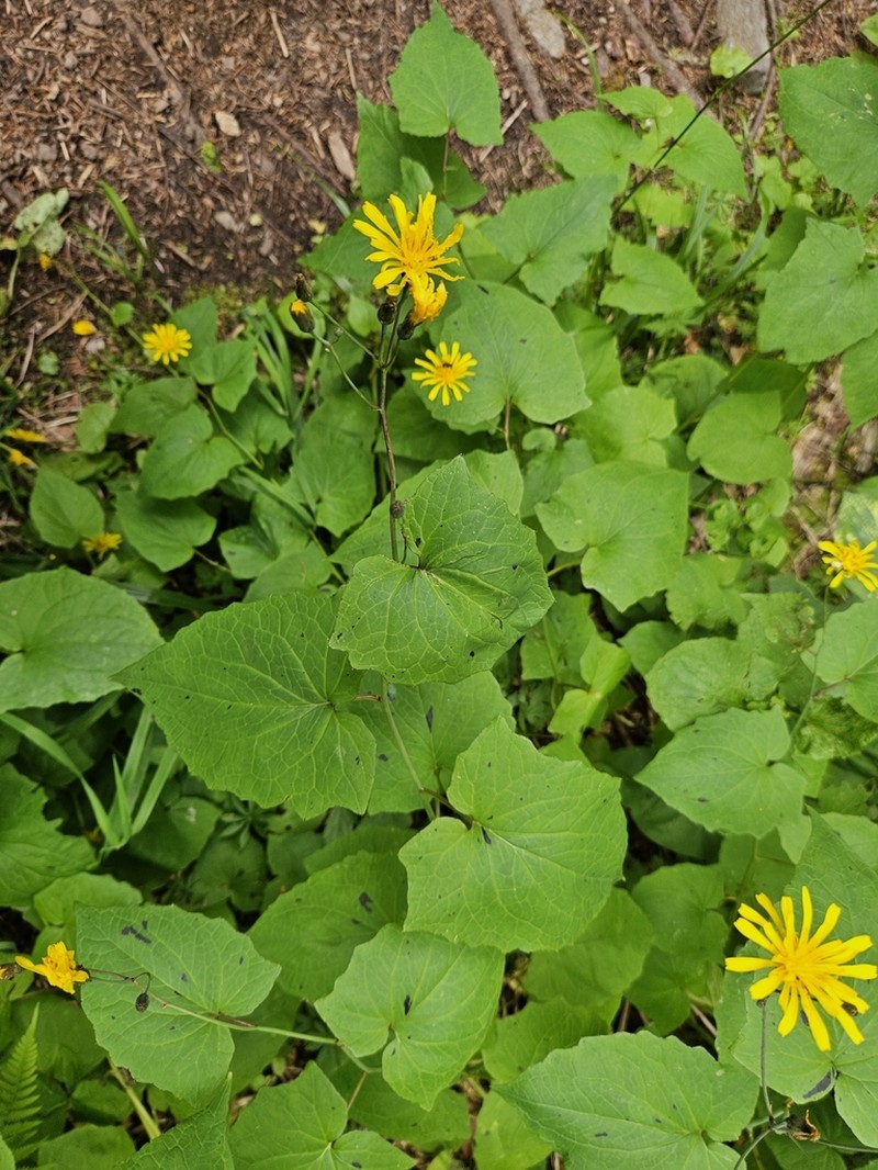 Caucasoseris abietina photo 3