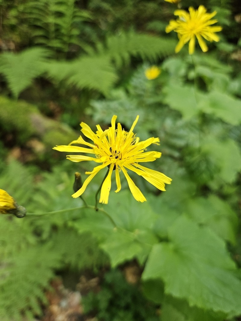 Caucasoseris abietina photo 4