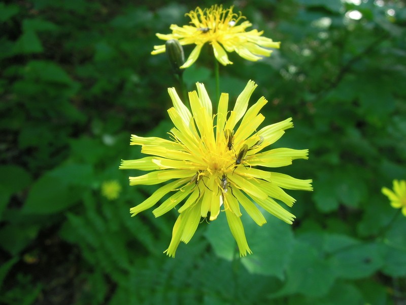 Caucasoseris abietina photo 6