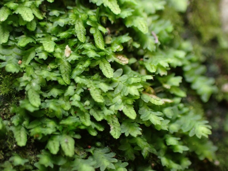 Caudalejeunea lehmanniana photo 2