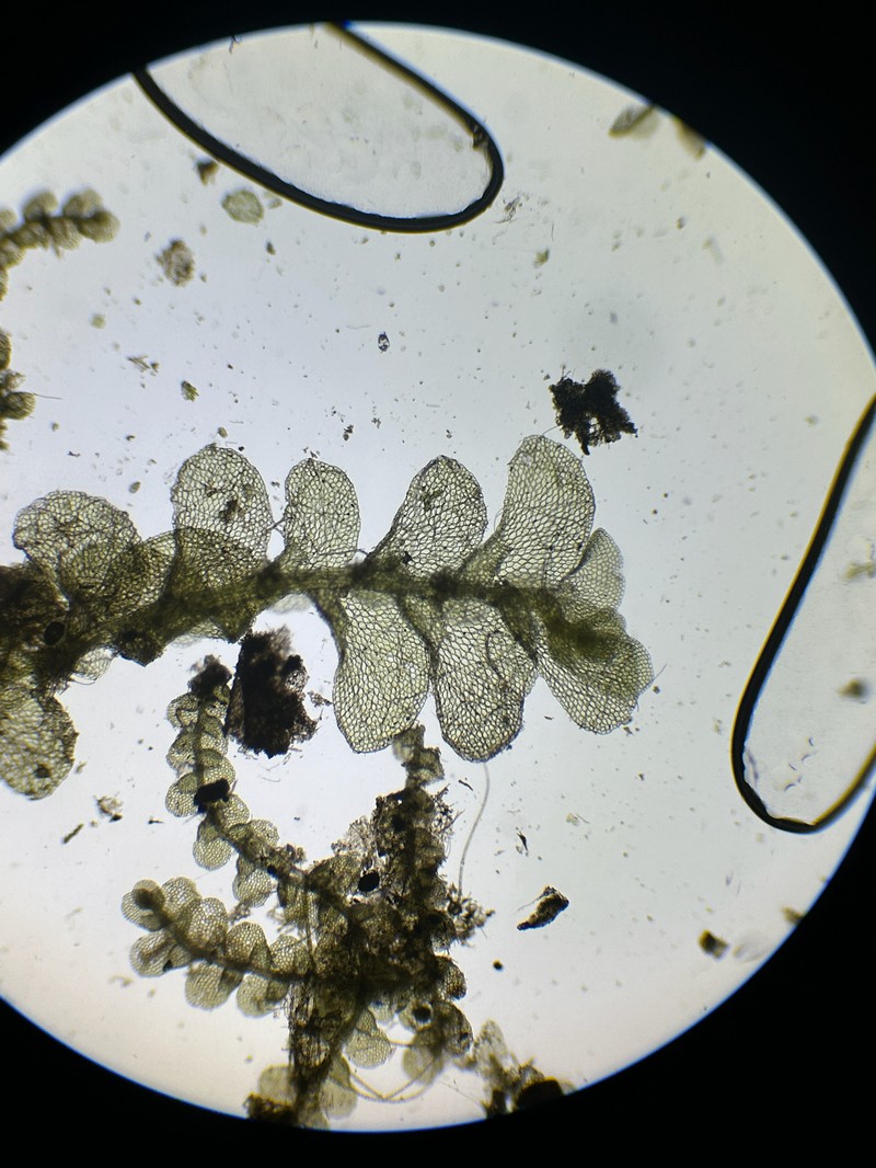 Caudalejeunea lehmanniana photo 3
