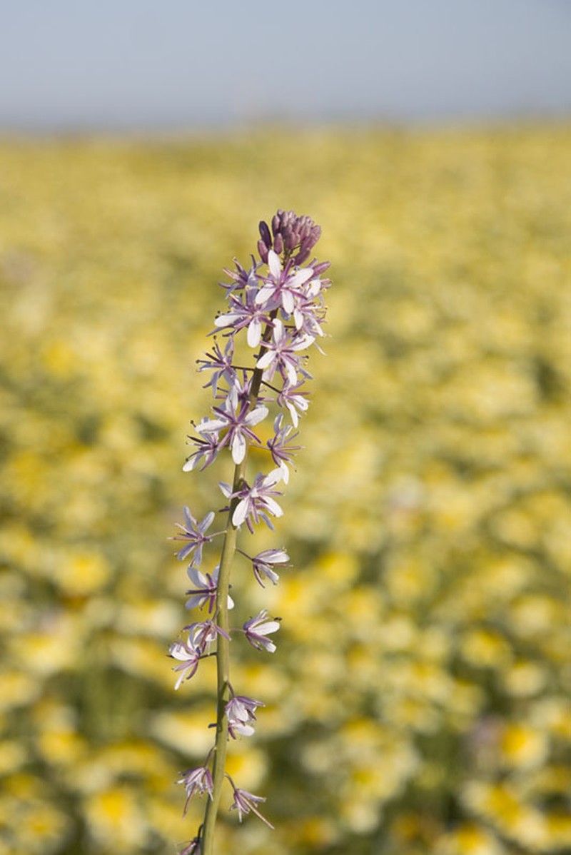 Lemmon's Mustard photo 2