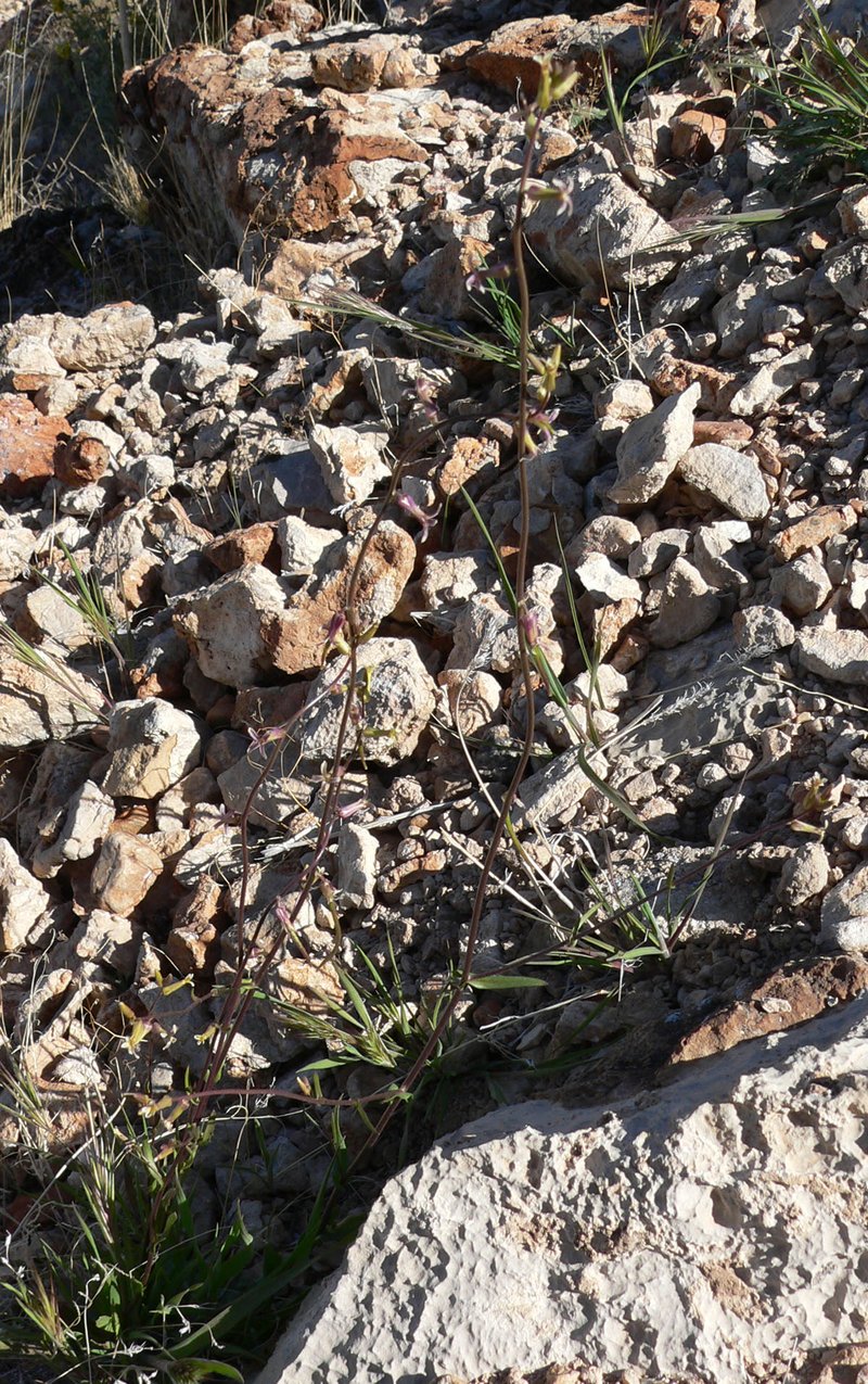 Cooper's Wild Cabbage photo 3