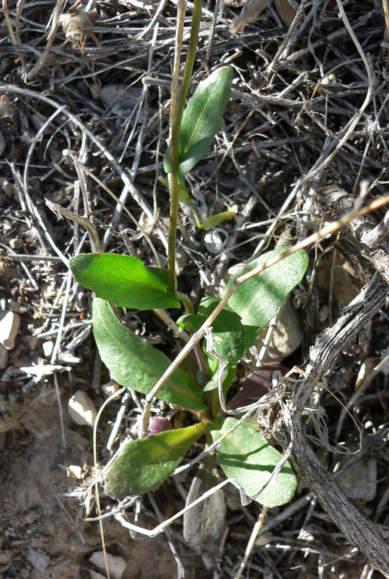 Cooper's Wild Cabbage