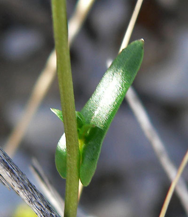 Cooper's Wild Cabbage photo 6