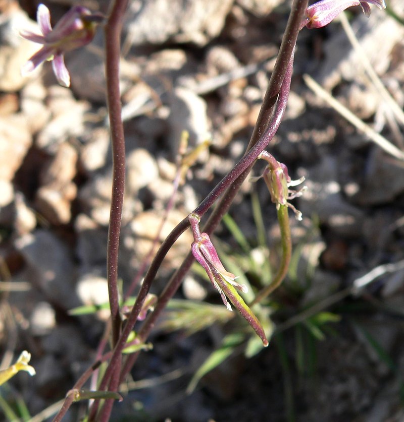Cooper's Wild Cabbage photo 7