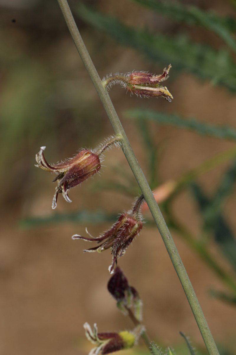 Coulter's Wild Cabbage photo 2